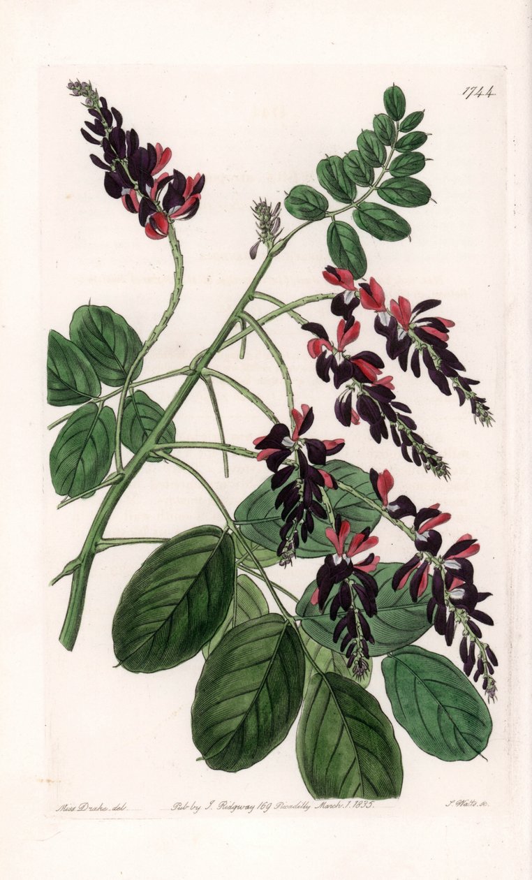 Indigofera Variete - لوحة محفورة بواسطة S. Watts ، من رسم توضيحي لسارة Anne Drake (1803-1857) ، من السجل النباتي لسيدنهام إدواردز (1768-1819) ، إنجلترا بواسطة سيدنهام تيست إدواردز
