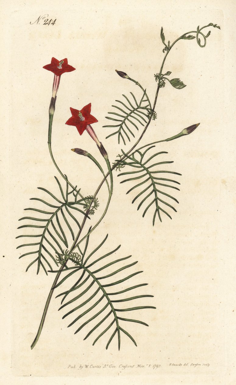 Ipomee quamoclite or quamoclite pennee or ipomee a red leaf - Cypress vine or winged leaved ipomoea, Ipomoea quamoclit. Handcoloured copperplate engraving by Sansom after an illustration by Sydenham Edwards rom William Curtis