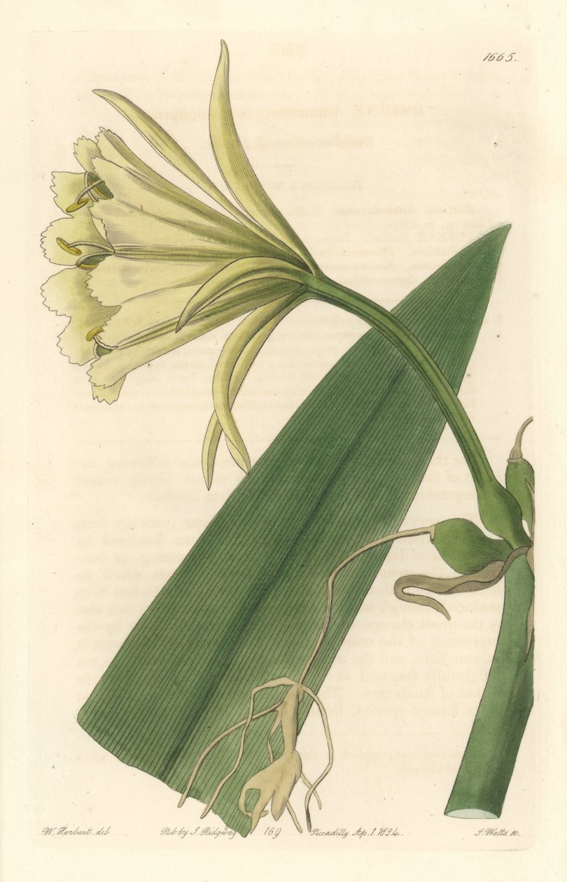 Ismene أو Narcissus أو Daffodil of Peru - ماء قوي بقلم S. Watts من رسم توضيحي لسارة آن دريك (1803-1857) ، من السجل النباتي بواسطة سيدنهام تيست إدواردز