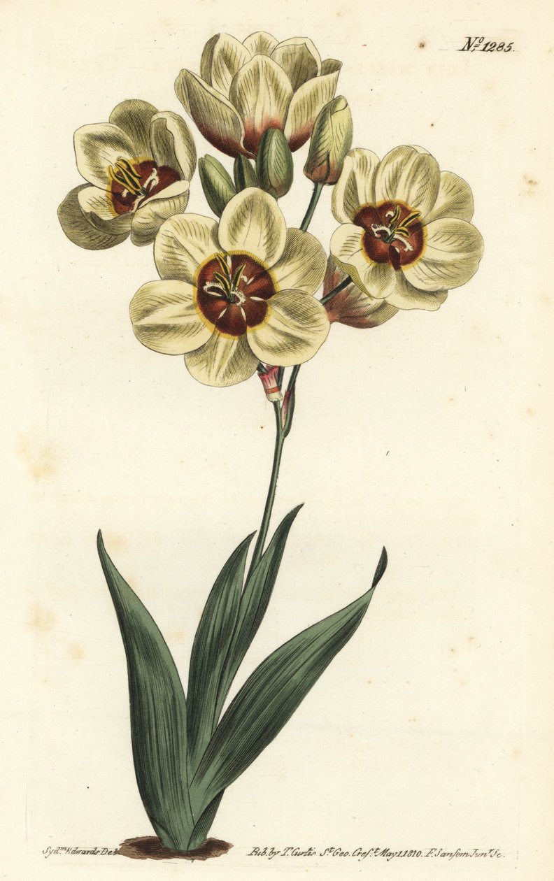 Ixia abbreviata (Cream-coloured spotted ixia, Ixia maculata v. ochroleuca). Handcoloured copperplate engraving by F. Sansom Jr. after an illustration by Sydenham Edwards from William Curtis