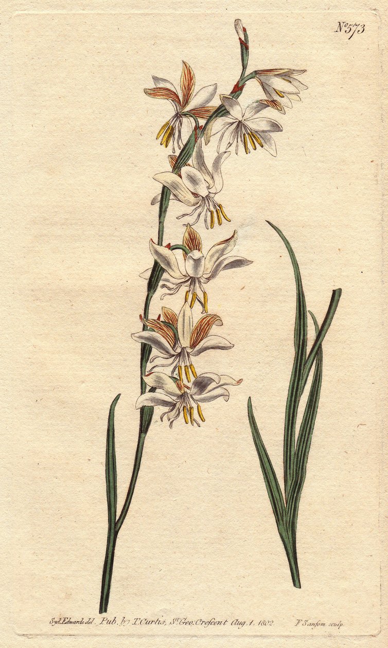 Ixia has white, yellow and orange veins. Nodding flowered ixia with white, orange and yellow veined flowers. Ixia radiata. Handcolored copperplate engraving from a botanical illustration by Sydenham Edwards from William Curtis