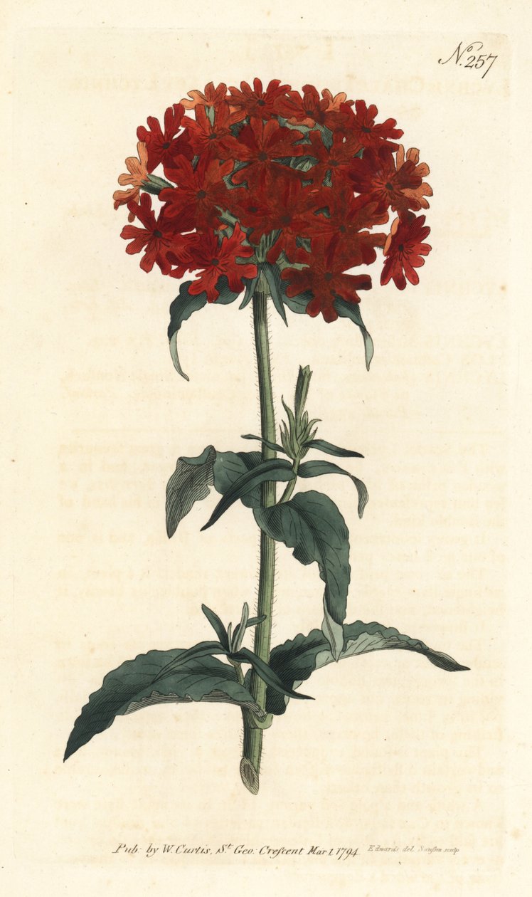 Jerusalem Cross - Burning love, Silene chalcedonica (Scarlet lychnis, Lychnis chalcedonica). Handcoloured copperplate engraving by Sansom after an illustration by Sydenham Edwards from William Curtis