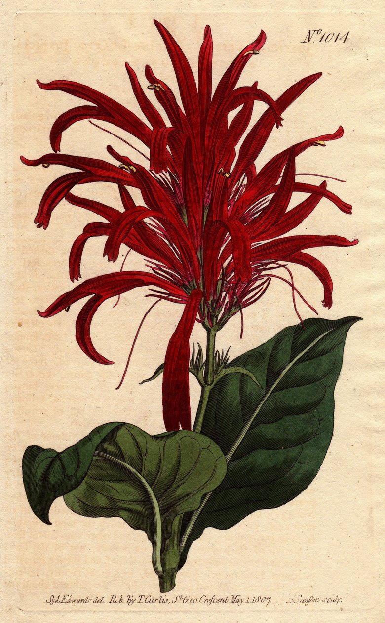 Justicia plant has shiny leaves and bright crimson flowers, native to Barbados. Shining leaved justicia with bright crimson flowers. Native of Barbados. Justica lucida. Handcolored copperplate engraving from a botanical illustration by Sydenham Edwards fro بواسطة سيدنهام تيست إدواردز
