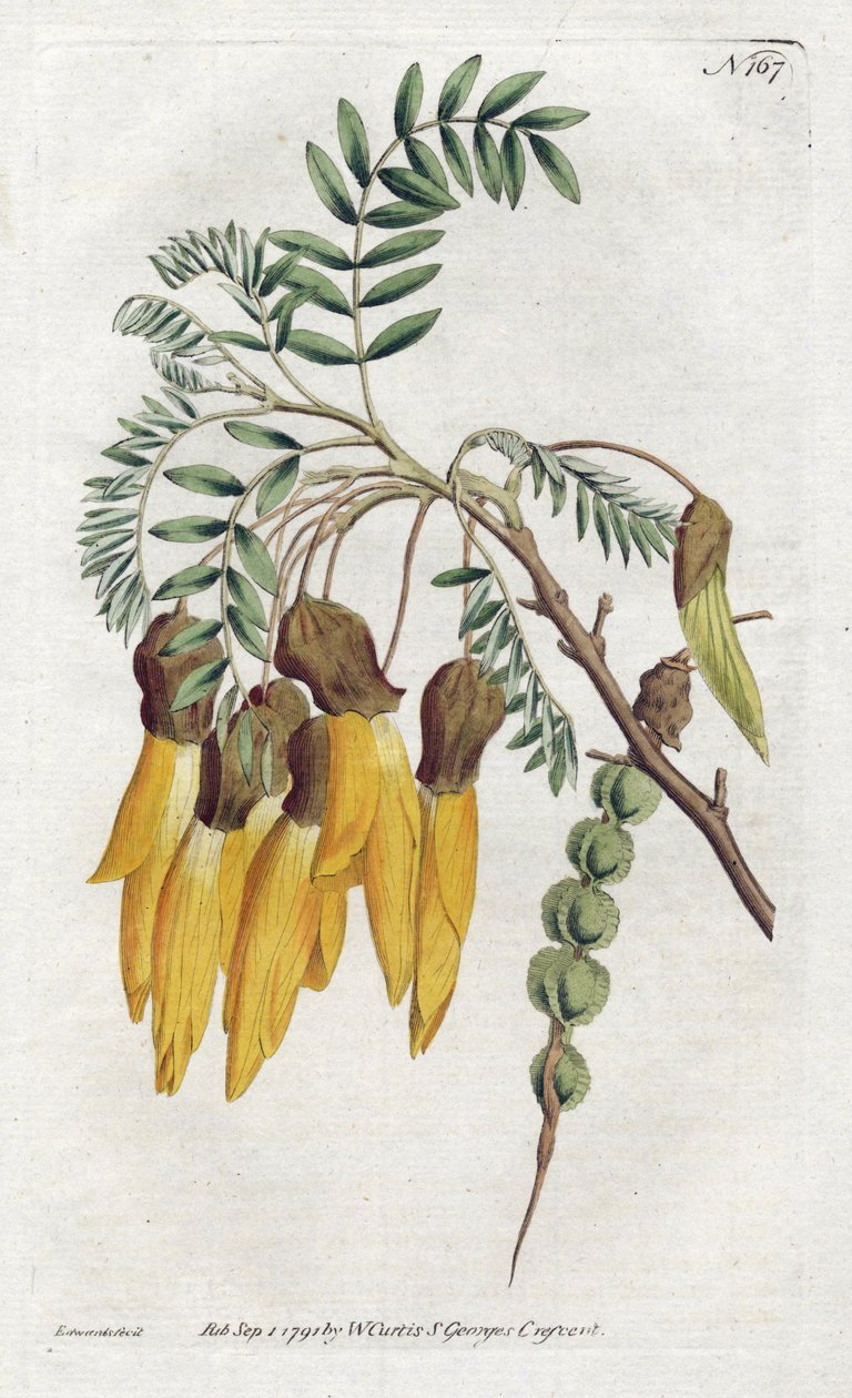 Kowhai, variety of sophora from New Zealand - Lithography by Sydenham Edwards (1768-1819), from the Botanical Magazine of William Curtis (1746-1799) بواسطة سيدنهام تيست إدواردز