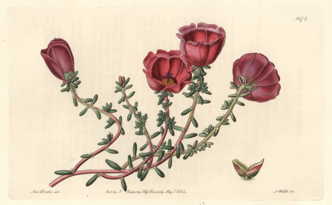 Large-flowered purslane or eleven-hour knight, native to Chile - S. Watts strong water from an illustration by Sarah Anne Drake (1803-1857), from the Botanical Register بواسطة سيدنهام تيست إدواردز