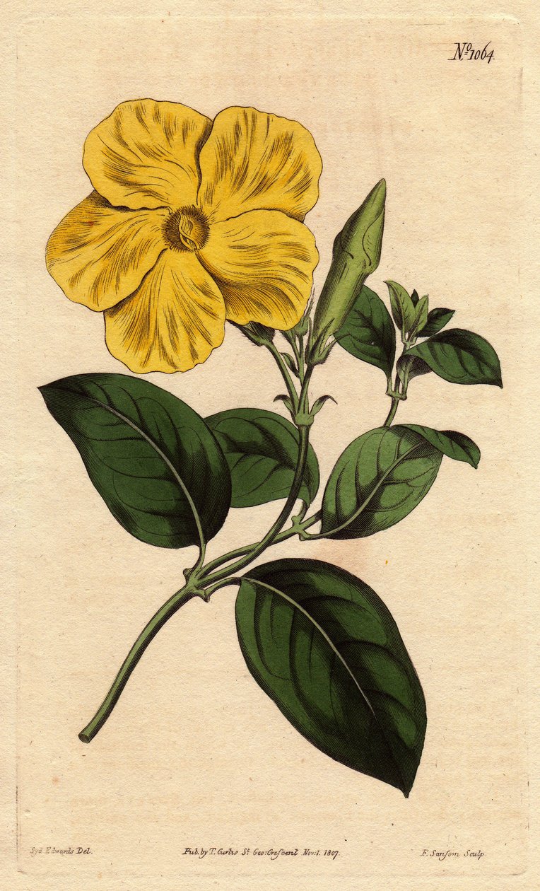 Large bright yellow savannah flower, native to Jamaican and Santo Domingo. Larger savanna flower with vivid yellow flower, a native of the savannas of Jamaica and St. Domingo. Echites suberecta.Handcolored copperplate engraving from a botanical illustratio بواسطة سيدنهام تيست إدواردز