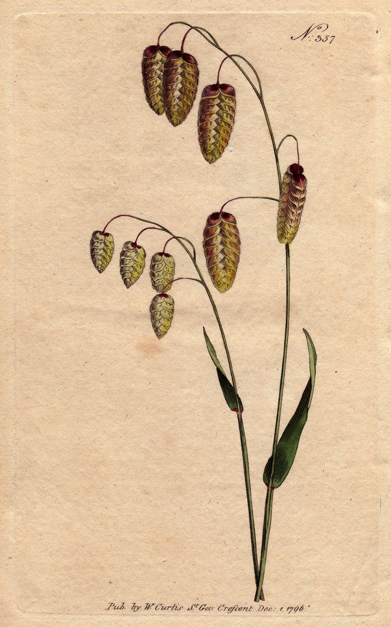 Large brize, grass grass, with golden seeds leaning on foot. Origin Spain and Italy. Great quaking grass with golden seeds drooping on the stem. A native of Spain and Italy. Briza Maxima.Handcolored copperplate engraving from a botanical illustration by Sy بواسطة سيدنهام تيست إدواردز