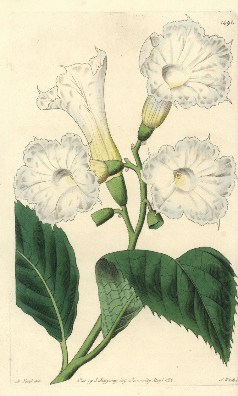 Large flower cordia - large-flowered cordia, Cordia grandiflora. Handcoloured copperplate engraving by S. Watts after an illustration by M. Hart from Sydenham Edwards