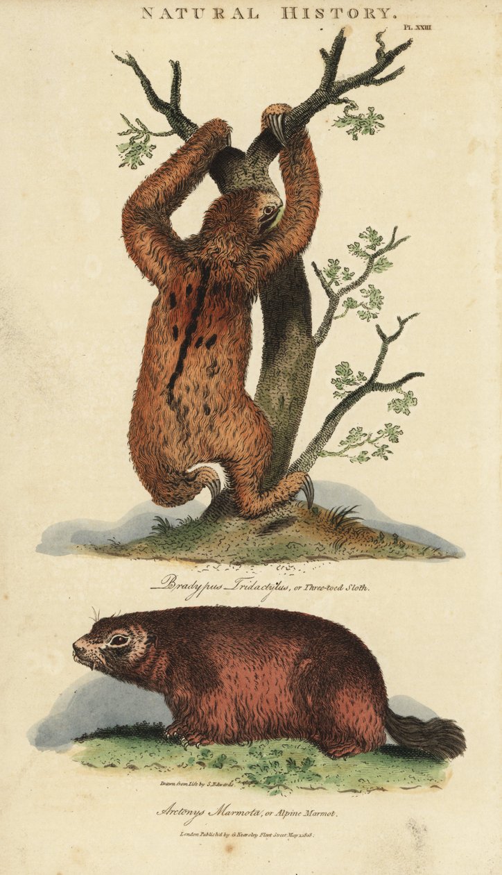 Lazy tridactyl or ai and marmot - Three-toed sloth, Bradypus tridactylus, and Alpine marmot, Marmota marmota (Arctonys marmota). Handcoloured copperplate engraving after Sydenham Edwards from John Mason Good