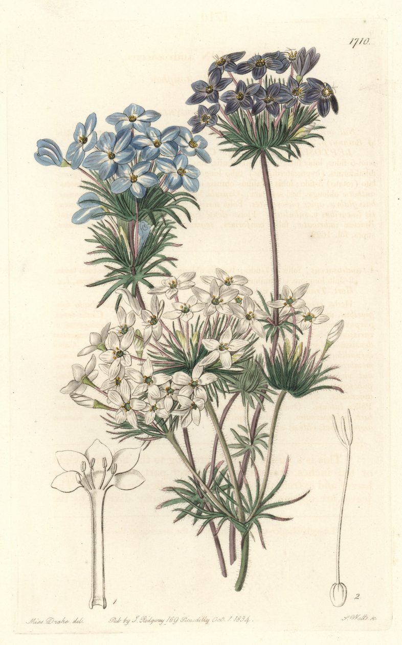 Leptosiphon androsace ، موطنه كاليفورنيا - المياه بواسطة S. Watts من رسم توضيحي لسارة آن دريك (1803-1857) ، من السجل النباتي بواسطة سيدنهام تيست إدواردز