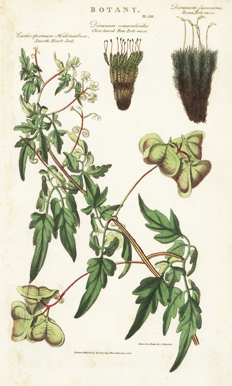 Liane heart of India أو peas de coeur et deux variete de mousses - نبات البالون أو بذور القلب الملساء ، Cardiospermum halicacabum ، السرخس ذو الأوراق القريبة ، شوكة الطحالب ، Dicranum osmundioides ، والطحلب البني ، Dicranum fuscescens. نقش على لوح نحاسي مل بواسطة سيدنهام تيست إدواردز