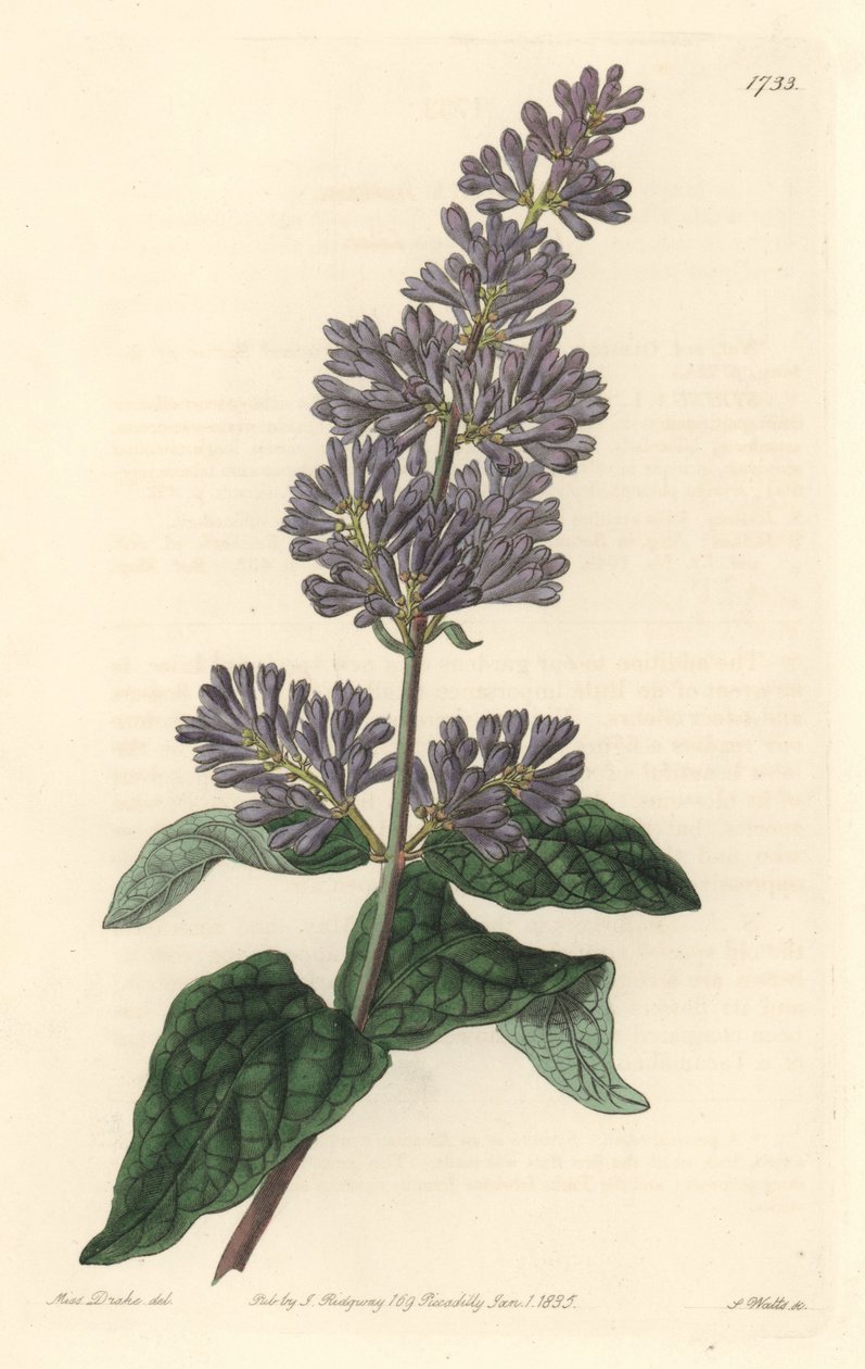 ليلك المجر - ماء قوي بواسطة S. Watts من رسم توضيحي لسارة آن دريك (1803-1857) ، من السجل النباتي بواسطة سيدنهام تيست إدواردز