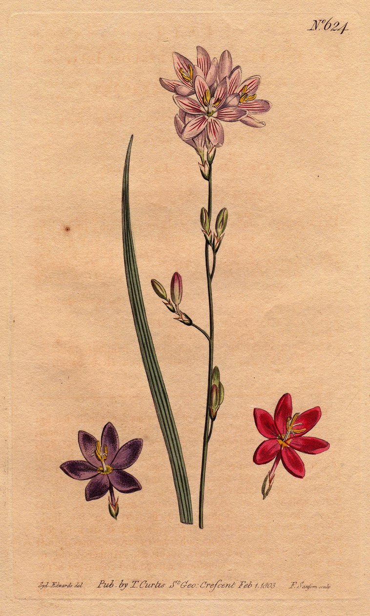 Lilies (lilies) of the bles, with examples of different colors: pink, purple, ecarlate. Flexuose ixia with examples of color varieties: pink, purple and scarlet. Ixia flexuosa. Handcolored copperplate engraving from a botanical illustration by Sydenham Edw بواسطة سيدنهام تيست إدواردز