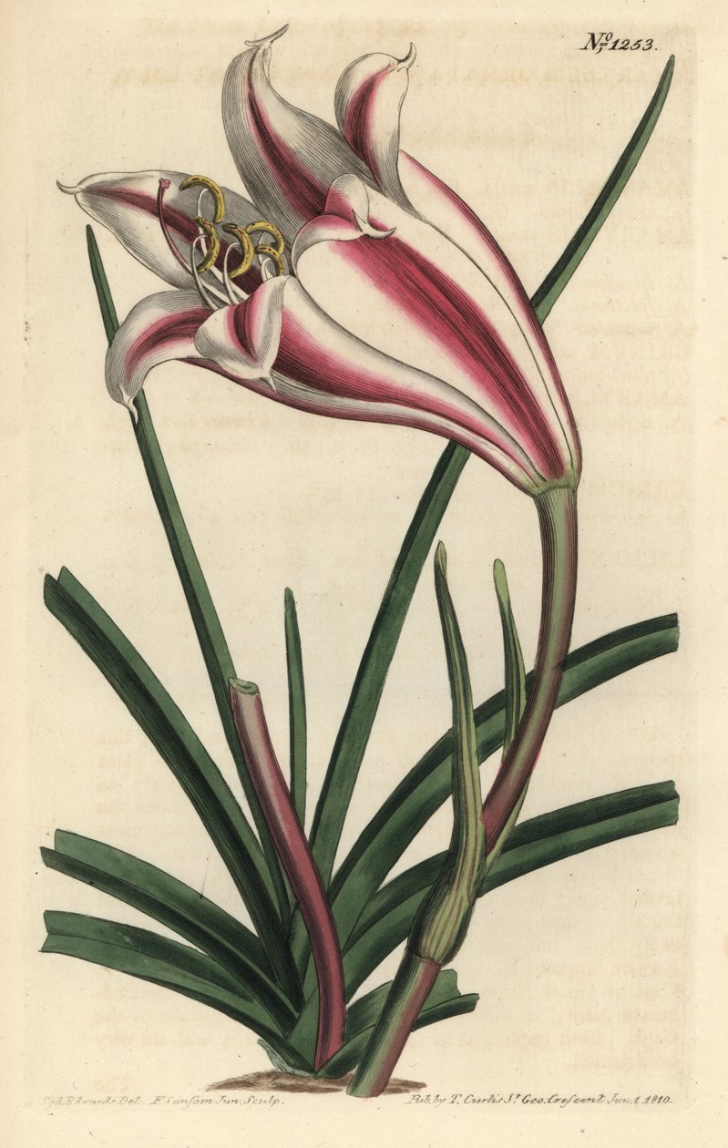 ليلي فاريتي - زنبق ساحل كيب ، Crinum ornatum (أمارلس أورناتا). نقش على لوح نحاسي ملون يدويًا بواسطة F. Sansom Jr. بعد رسم توضيحي لسيدنهام إدواردز من مجلة William Curtis النباتية ، T. Curtis ، لندن بواسطة سيدنهام تيست إدواردز
