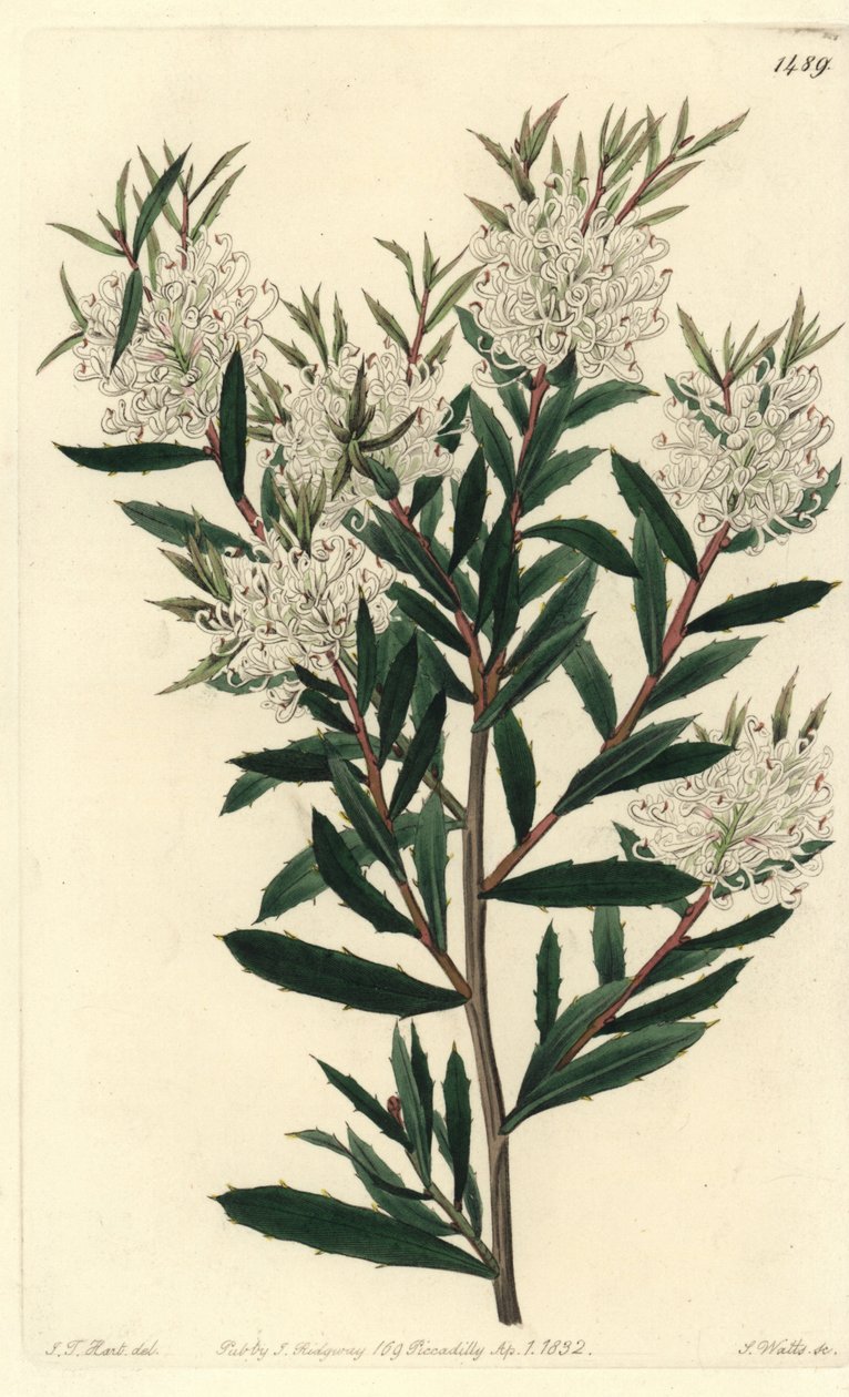Linar-leaved hakea, Hakea linearis. Handcoloured copperplate engraving by S. Watts after an illustration by J.T. Hart from Sydenham Edwards