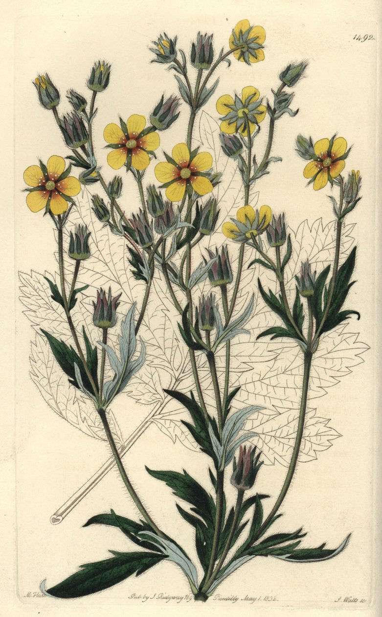 Long-leaved cinquefolia variete - Potentilla longifolia (Viscid cinquefoil, Potentilla viscosa). Handcoloured copperplate engraving by S. Watts after an illustration by M. Hart from Sydenham Edwards