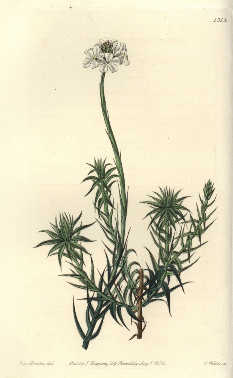 Long-leaved sphenotoma, Sphenotoma capitatum. Handcoloured copperplate engraving by S. Watts after an illustration by Miss Sarah Drake from Sydenham Edwards