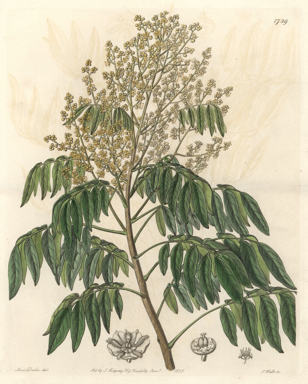 Longanier, originally from China - S. Watts strong water from an illustration by Sarah Anne Drake (1803-1857), from the Botanical Register بواسطة سيدنهام تيست إدواردز