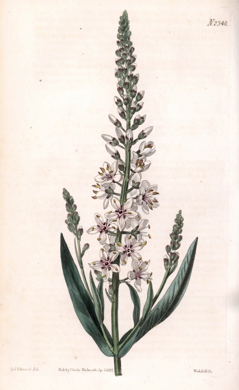 Lysimaque ephemere - Silver or willow-leaved loosestrife, Lysimachia ephemerum. Handcoloured copperplate engraving by Weddell after an illustration by Sydenham Edwards from Samuel Curtis