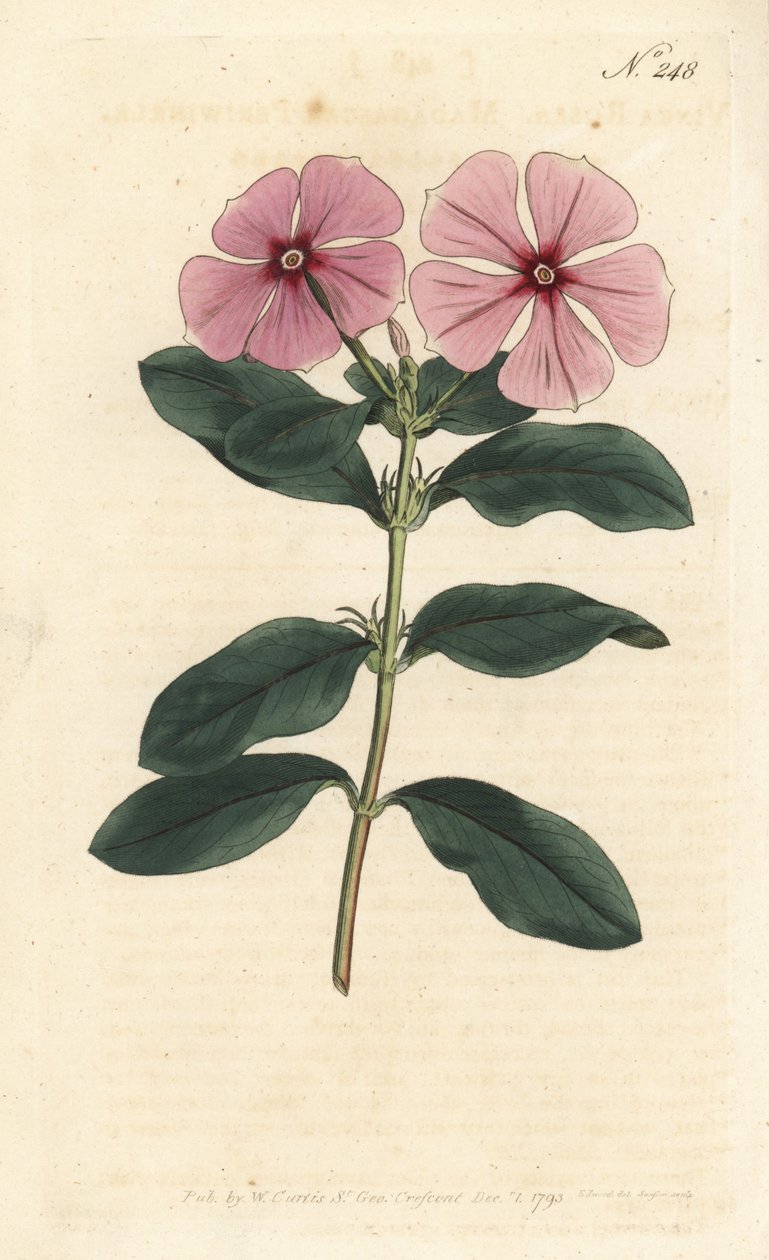 Madagascar Periwinkle - Madagascar periwinkle, Catharanthus roseus (Vinca rosea). Handcoloured copperplate engraving by Sansom after an illustration by Sydenham Edwards rom William Curtis