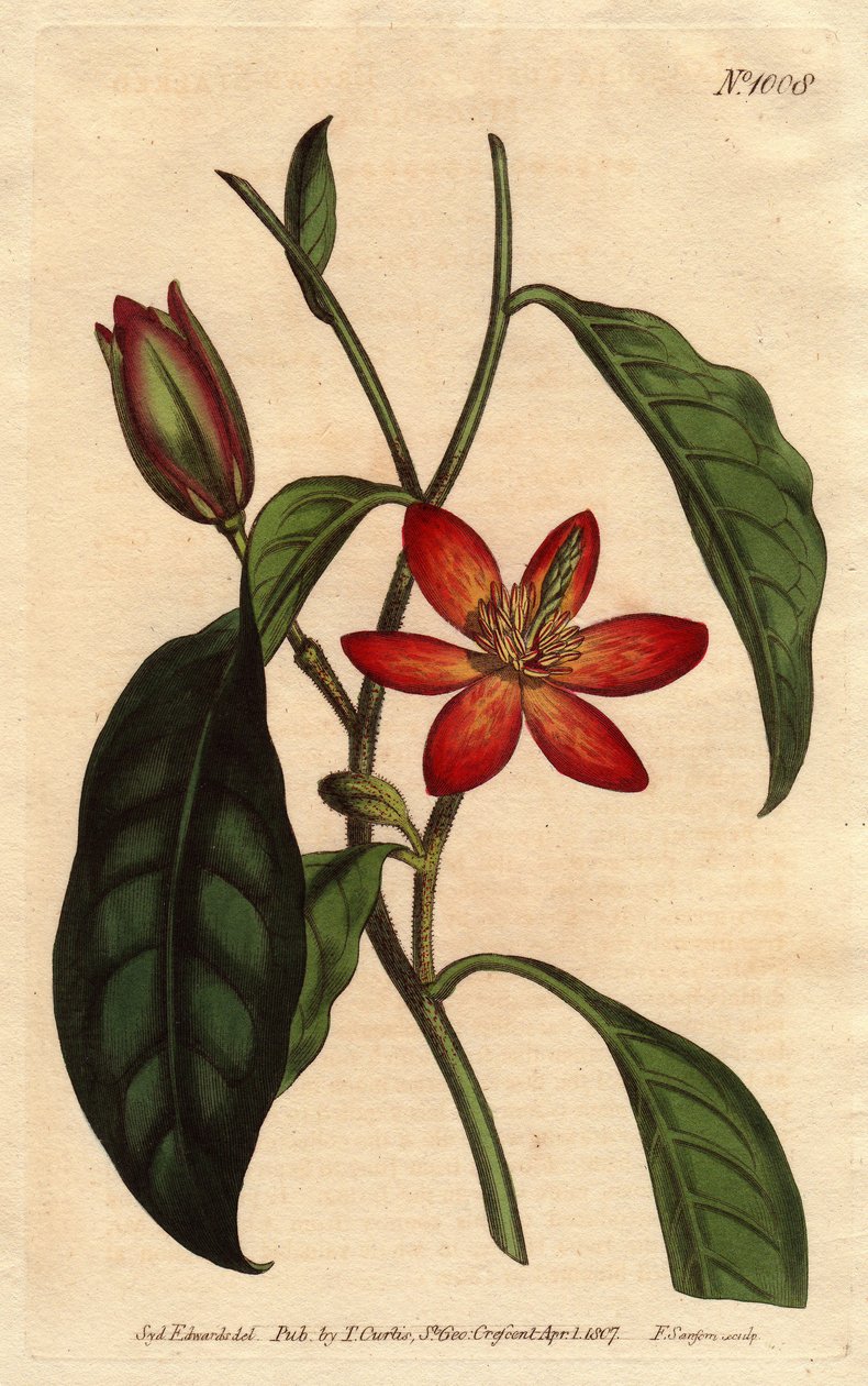 Magnolia has brown stem, with orange flowers and ecarlates, native to China. Brown stalked magnolia with scarlet and orange flowers. A native of China. Magnolia fuscata. Handcolored copperplate engraving from a botanical illustration by Sydenham Edwards fr بواسطة سيدنهام تيست إدواردز