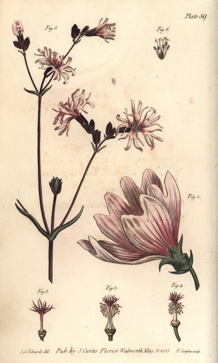 Mallow, Malva sylvestris, Monadelphia بواسطة سيدنهام تيست إدواردز