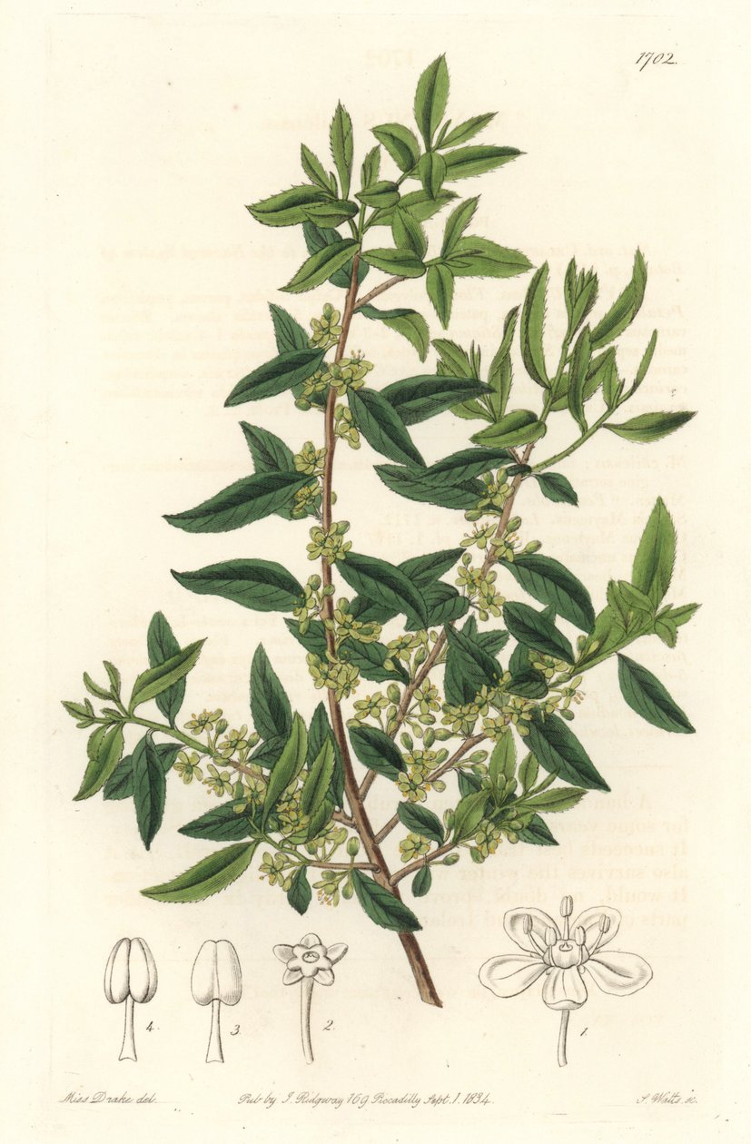 Maytenus boaria (maiten), endemic to Central and South America - Strong water by S. Watts from an illustration by Sarah Anne Drake (1803-1857), from the Botanical Register بواسطة سيدنهام تيست إدواردز