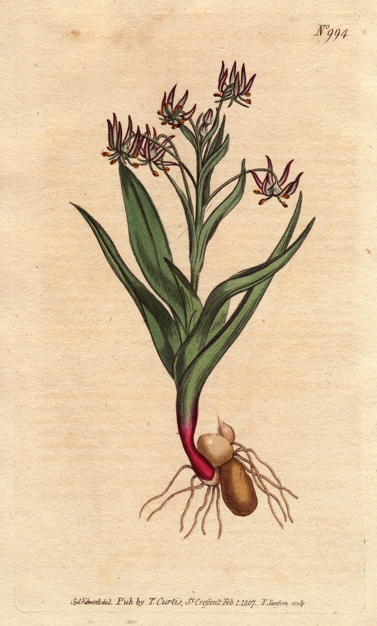Melanthium branching, with many small flowers lilac, bulb and roots. Branching melanthium, with many small lilac flowers, and bulbs and root structure.Ornithoglossum viride (Melanthium viride) Handcolored copperplate engraving from a botanical illustration بواسطة سيدنهام تيست إدواردز