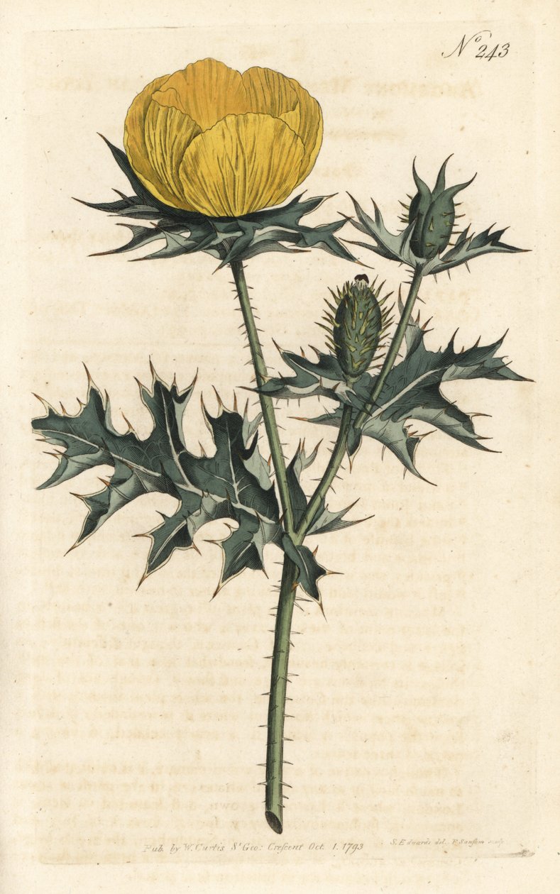 Mexican Argemone - Mexican argemone or prickly poppy, Argemone mexicana. Handcoloured copperplate engraving by Sansom after an illustration by Sydenham Edwards rom William Curtis