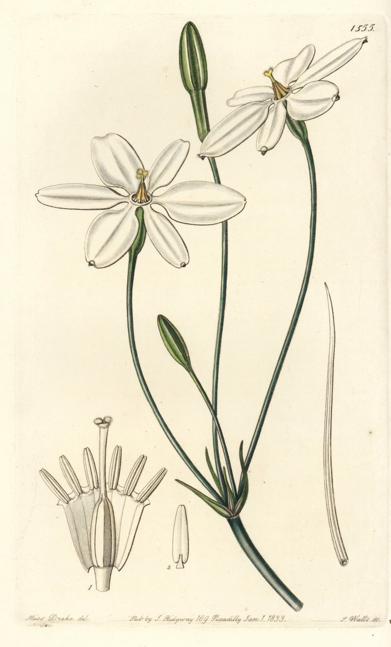 Mexican Star - Mexican star or snow-white milla, Milla biflora. Handcoloured copperplate engraving by S. Watts after an illustration by Miss Sarah Drake from Sydenham Edwards