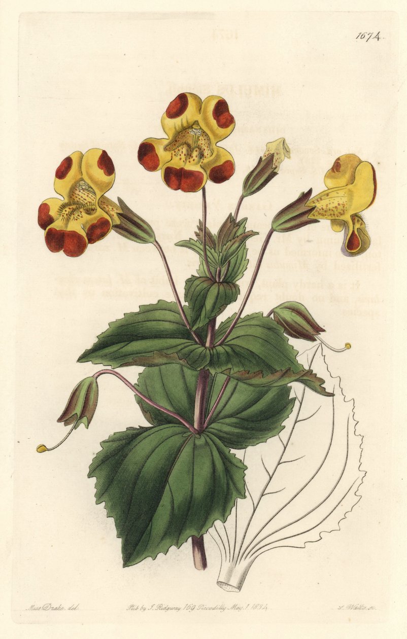 Mimule, nicknamed Monkey Flower or Musk Flower, Hybrid Variety - S. Watts Strong Water from an illustration by Sarah Anne Drake (1803-1857), from the Botanical Register بواسطة سيدنهام تيست إدواردز