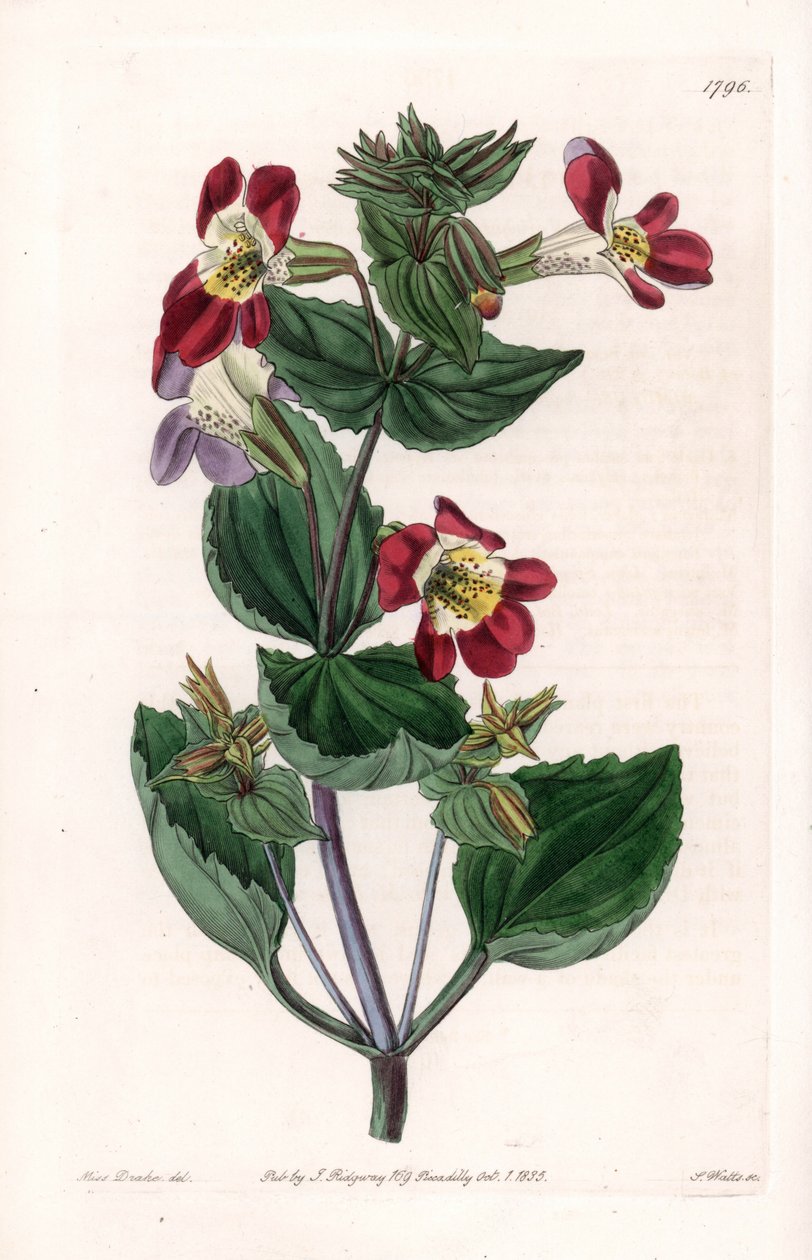 Mimule variete, called monkey flower or musk flower - Engraved board by S.Watts, from an illustration by Sarah Anne Drake (1803-1857), from the Botanical Register of Sydenham Edwards (1768-1819), England بواسطة سيدنهام تيست إدواردز