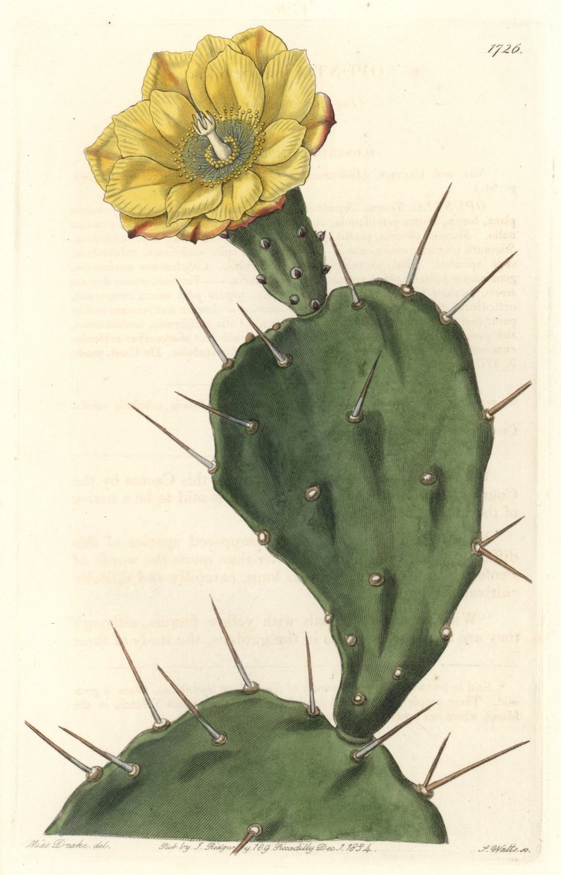 Monacanth Pactus ، صبار مزهر ، موطنه أمريكا الجنوبية - ماء قوي بواسطة S. Watts من رسم توضيحي لسارة آن دريك (1803-1857) ، من السجل النباتي بواسطة سيدنهام تيست إدواردز