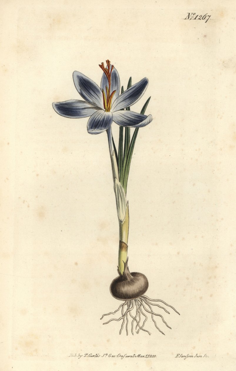 زعفران الجبل ، Crocus serotinus. نقش على لوح نحاسي ملون يدويًا بواسطة F. Sansom Jr. بعد رسم توضيحي لسيدنهام إدواردز من مجلة William Curtis النباتية ، T. Curtis ، لندن بواسطة سيدنهام تيست إدواردز