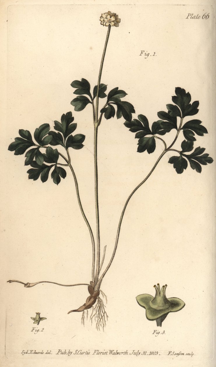 Muskroot, Adoxa moschatellina, Tetragynia, flower 1 and pistilla 2,3. Handcoloured copperplate engraving by F. Sansom of a botanical illustration by Sydenham Edwards for William Curtis