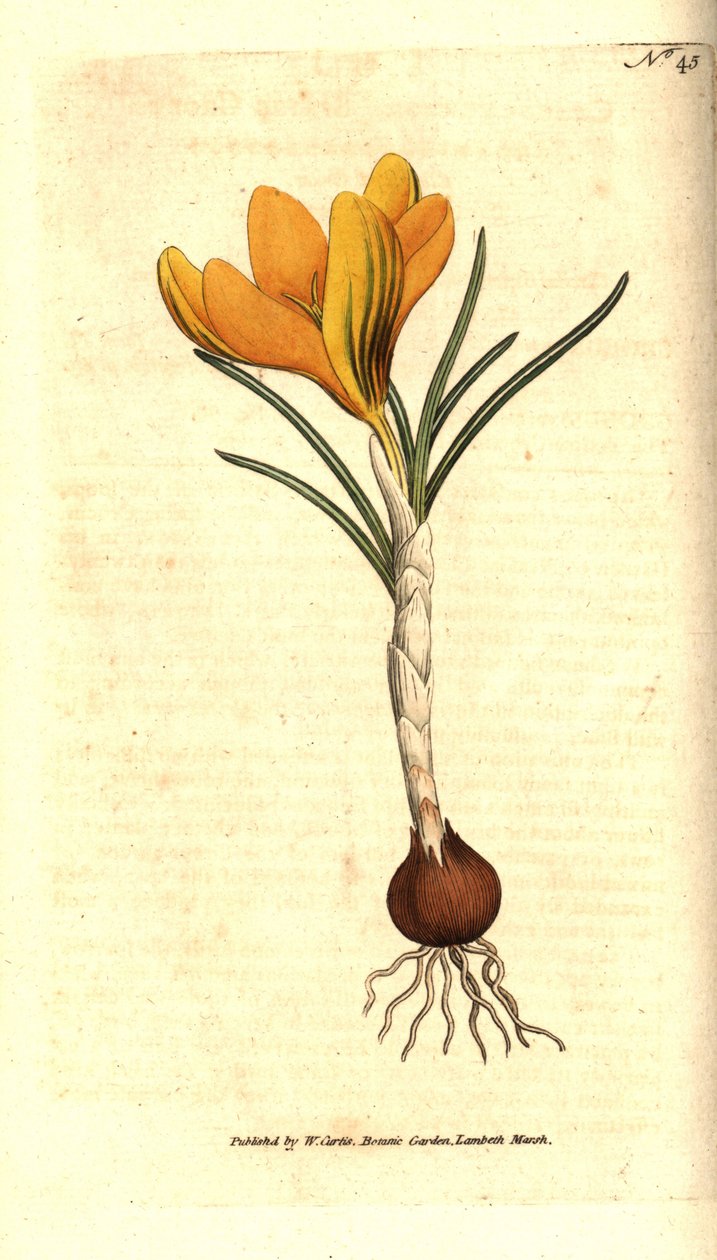 Naples crocus or spring crocus, spring crocus - spring crocus, crocus vernus. Handcolured copperplate engraving after a botanical illustration by Sydenham Edwards from William Curtis