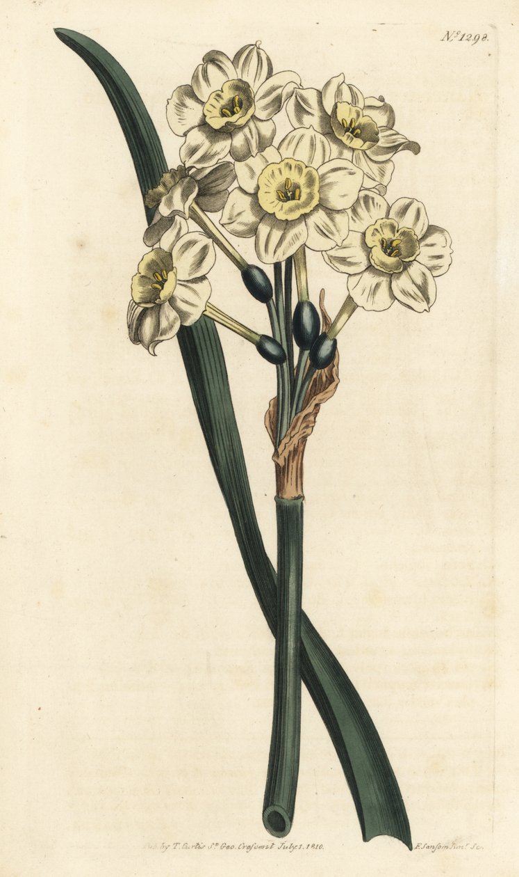 Narcissus a bouquet - Bunch-flowered daffodil, Narcissus tazetta (Pale-cupped white garden narcissus; Narcissus orientalis) - Handcoloured copperplate engraving by F. Sansom Jr. after an illustration by Sydenham Edwards from William Curtis