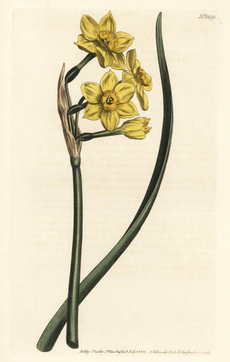 Narcissus a bouquet Bunch-flowered daffodil, Narcissus tazetta subsp. aureus (Daffodil-scented narcissus, Narcissus bifrons) - Handcoloured copperplate engraving by F. Sansom Jr. after an illustration by Sydenham Edwards from William Curtis