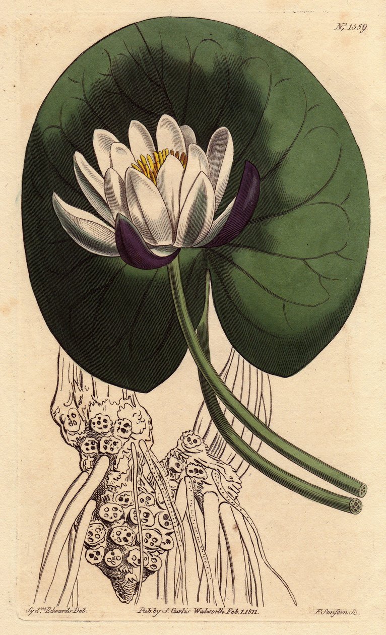 Nenuphar has large white flower in front of its whole round leaf. Cup-flowered water lily with large white flower in front of round lily pad. Nymphaea nitida. Handcolored copperplate engraving from a botanical illustration by Sydenham Edwards from William  بواسطة سيدنهام تيست إدواردز