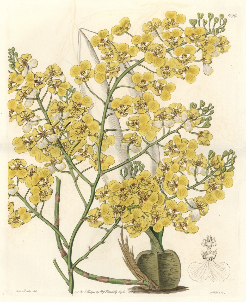 Orchid (Oncidium ampliatum), with yellow flowers, native to New Zealand - Water forte by S. Watts from an illustration by Sarah Anne Drake (1803-1857), from the Botanical Register بواسطة سيدنهام تيست إدواردز