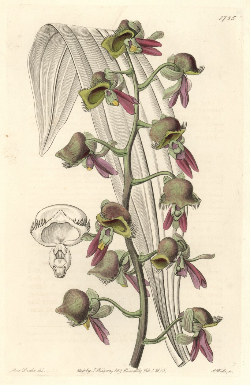 Orchid Catasetum ، أزهار ثنائية اللون ، موطنها غيانا - موطن الماء بقلم S. Watts من رسم إيضاحي لسارة آن دريك (1803-1857) ، من السجل النباتي بواسطة سيدنهام تيست إدواردز