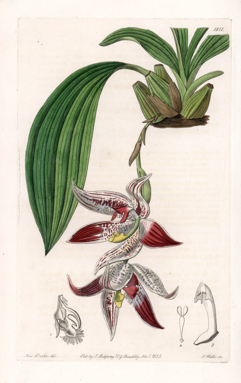 الأوركيد: Paphinia cristata ، موطنه الأمازون - لوحة محفورة بواسطة S.Watts ، من رسم إيضاحي لسارة آن دريك (1803-1857) ، من السجل النباتي لسيدنهام إدواردز (1768-1819) ، إنجلترا بواسطة سيدنهام تيست إدواردز