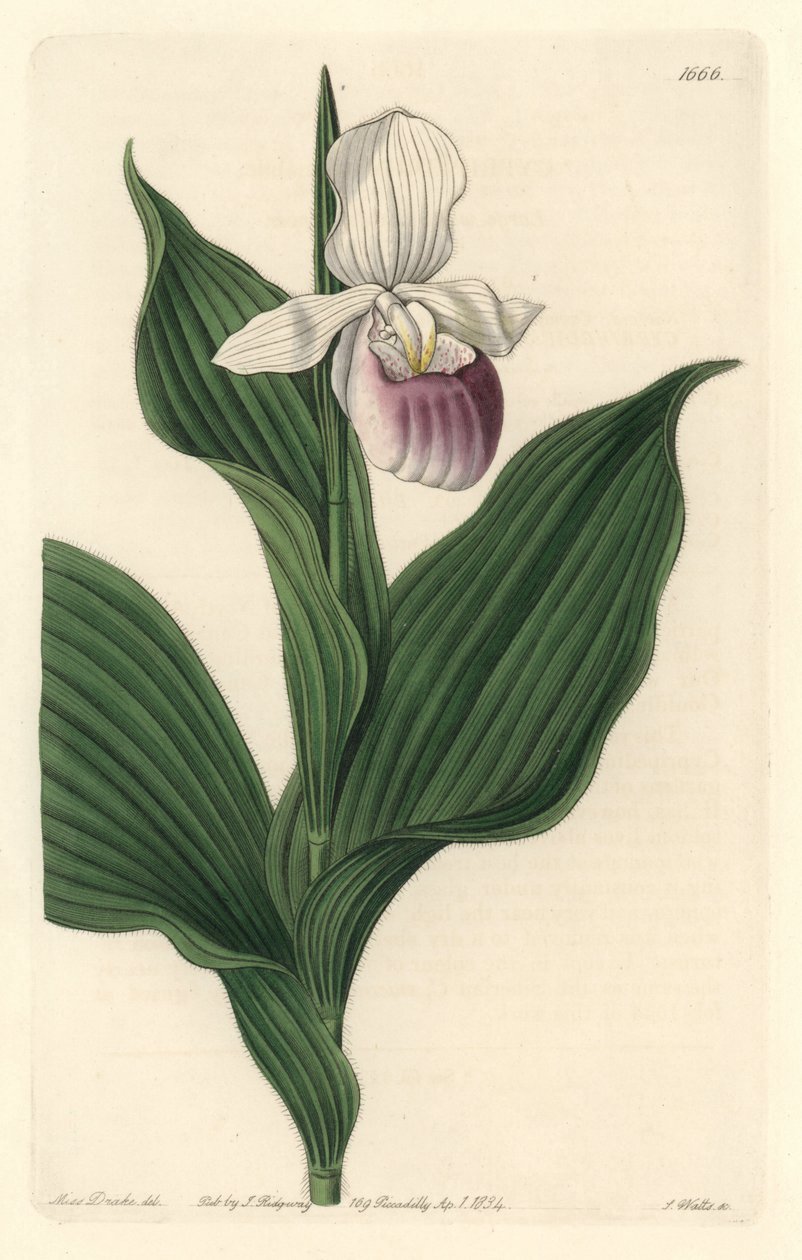 Orchid، Royal Cypripede - Water forte by S. Watts من رسم توضيحي لسارة آن دريك (1803-1857) ، من السجل النباتي بواسطة سيدنهام تيست إدواردز