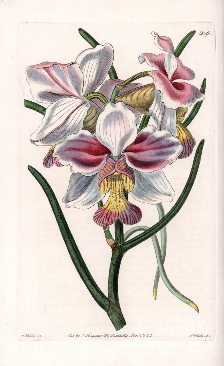 Orchid: Vanda variety, epiphytic species of Asia - Plate engraved by S.Watts, from an illustration by Sarah Anne Drake (1803-1857), from the Botanical Register of Sydenham Edwards (1768-1819), England بواسطة سيدنهام تيست إدواردز