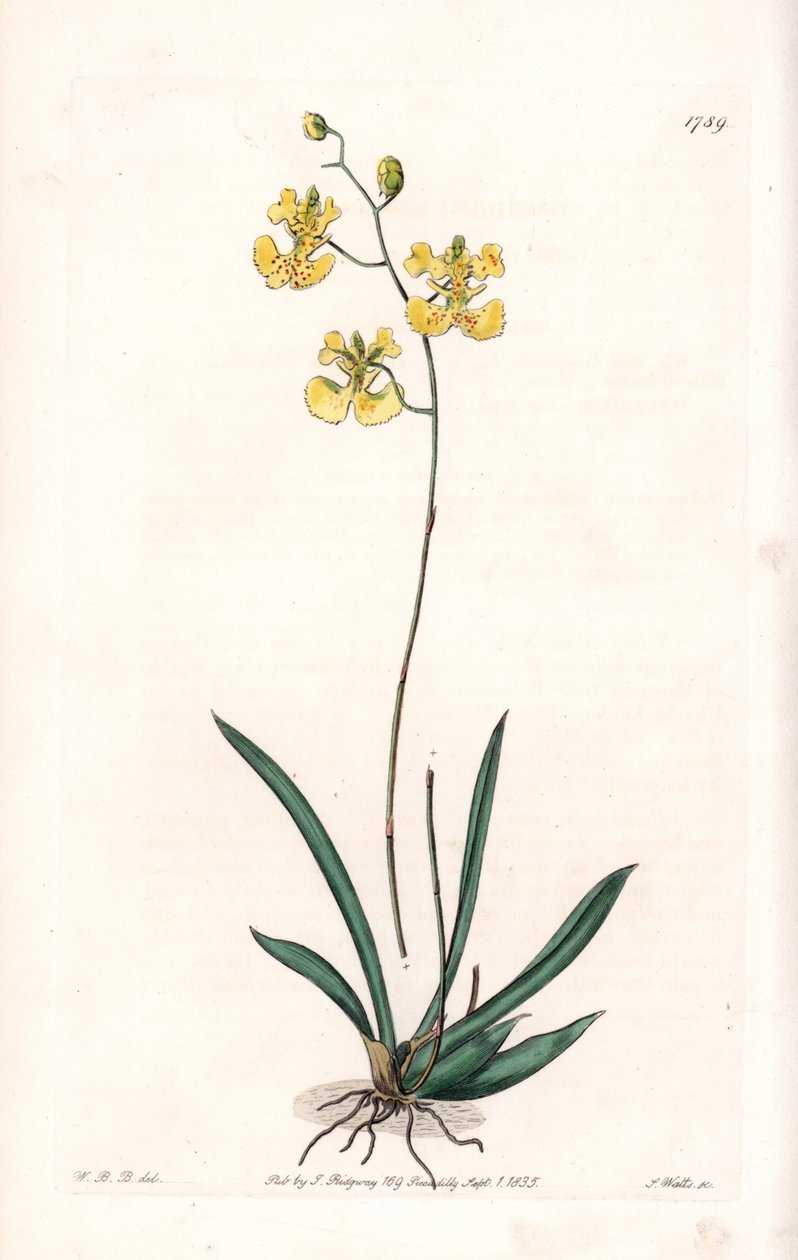 Orchid: Variete Tolumnia guianensis, endemic to Haiti and Santo Domingo - Plate engraved by S.Watts, from an illustration by Sarah Anne Drake (1803-1857), from the Botanical Register of Sydenham Edwards (1768-1819), England بواسطة سيدنهام تيست إدواردز