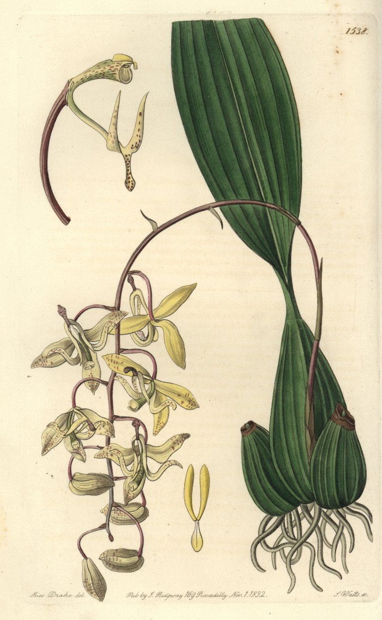 الأوركيد المتنوعة Cirrhaea - cirrhaea orchid من Loddiges ، Cirrhaea Loddigesii. نقش على لوح نحاسي ملون يدويًا بواسطة S. Watts بعد رسم توضيحي من الآنسة سارة دريك من سجل نباتات سيدنهام إدواردز ، ريدجواي ، لندن بواسطة سيدنهام تيست إدواردز