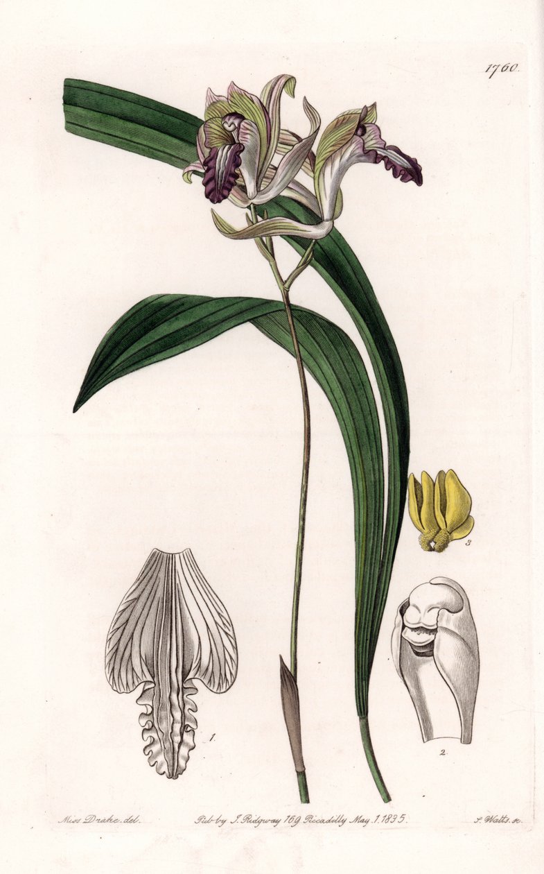 الأوركيد: مجموعة متنوعة من Bletia of America - لوحة محفورة بواسطة S.Watts ، من رسم توضيحي لسارة آن دريك (1803-1857) ، من السجل النباتي لسيدنهام إدواردز (1768-1819) ، إنجلترا بواسطة سيدنهام تيست إدواردز