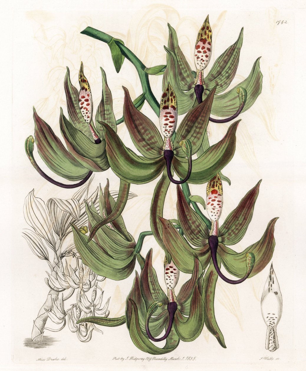 Orchid: Variety of Cycnoche - Engraved board by S.Watts, from an illustration by Sarah Anne Drake (1803-1857), from the Botanical Register of Sydenham Edwards (1768-1819), England بواسطة سيدنهام تيست إدواردز