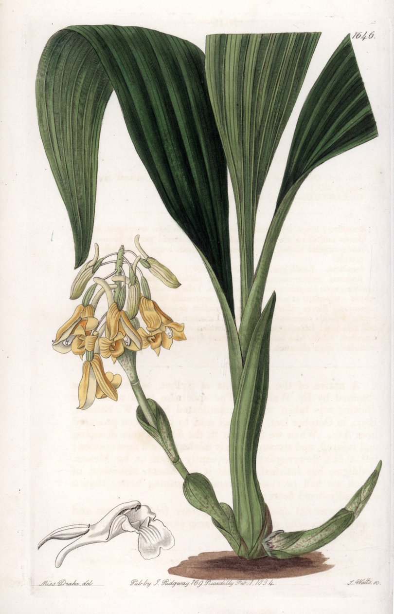 Orchid: calanth variety, with yellow flowers - Plate engraved by S.Watts, from an illustration by Sarah Anne Drake (1803-1857), from the Botanical Register of Sydenham Edwards (1768-1819), England بواسطة سيدنهام تيست إدواردز
