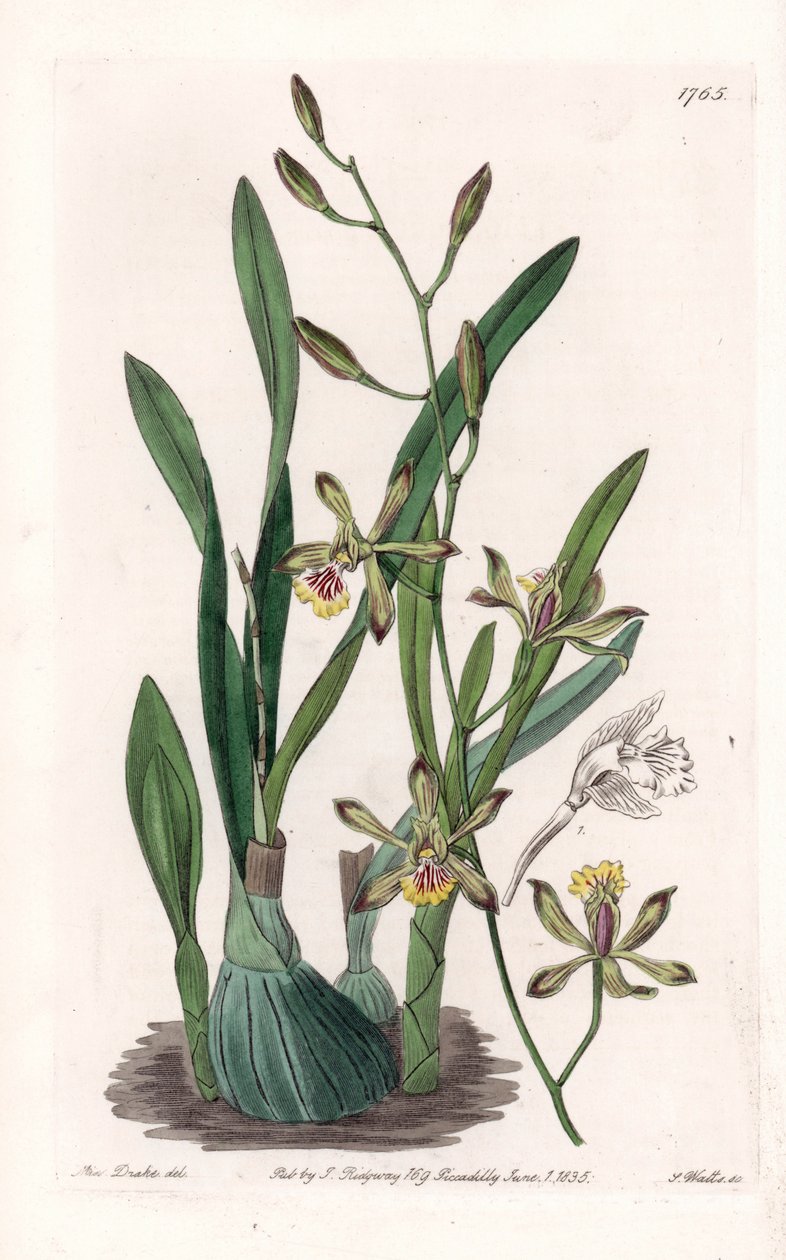 الأوركيد: إبيدندري غريل - لوحة محفورة بواسطة S.Watts ، من رسم توضيحي لسارة آن دريك (1803-1857) ، من السجل النباتي لسيدنهام إدواردز (1768-1819) ، إنجلترا بواسطة سيدنهام تيست إدواردز